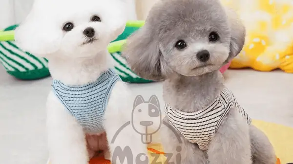 Xu Hướng Sử Dụng Quần Áo Chó Mèo Hiện Nay