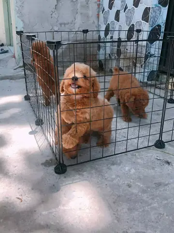 Chuyên Thu Mua Chó Cảnh,chó Kiểng,chó Poodle Con,chó Pug Mặt Nhăn-mặt Xệ,chó Samoyel,chó Phốc Sóc,chó Pom,chó Nhật Tại Tphcm Và Toàn Miền Nam Thu Mua Theo Bầy:0965443350