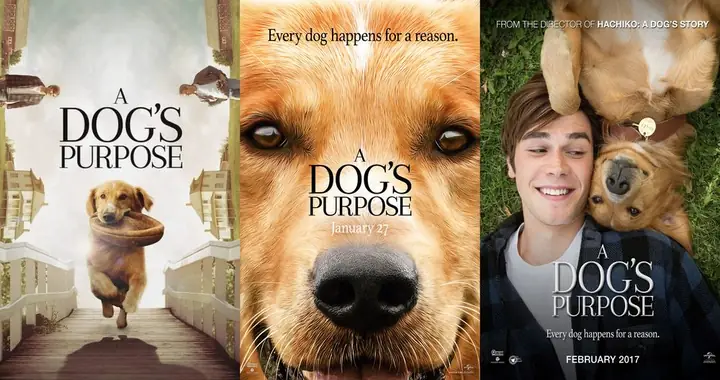 Chút Cảm Nhận Về "mục Đích Sống Của Một Chú Chó" (a Dog's Purpose & A Dog's Journey)