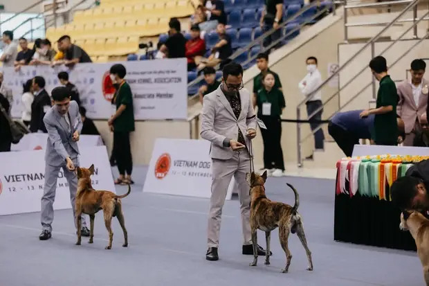 Cuộc Thi Chó Đẹp Hàng Đầu Việt Nam Quy Tụ Nhiều Giống Chó Quý
