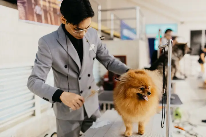 Cuộc Thi Chó Đẹp Hàng Đầu Việt Nam Quy Tụ Nhiều Giống Chó Quý