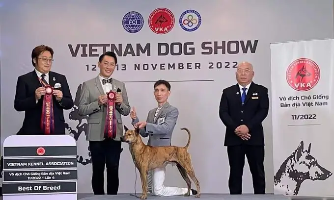 Cuộc Thi Chó Đẹp Hàng Đầu Việt Nam Quy Tụ Nhiều Giống Chó Quý