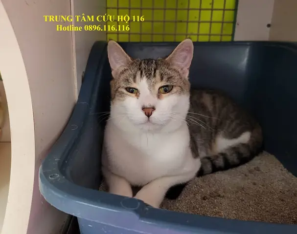 Danh Sách Địa Chỉ Cứu Hộ Chó Mèo Tại Hà Nội