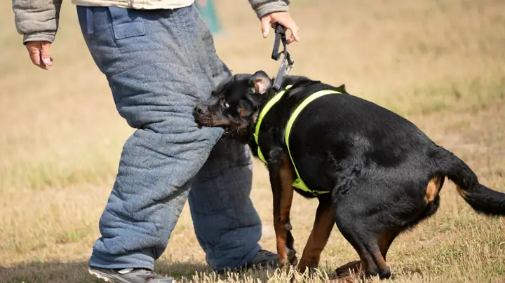 Bị Chó Cắn Lần 2 Có Cần Chích Ngừa Không?