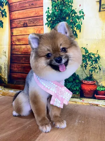 Da Chó Bị Sạm Đến