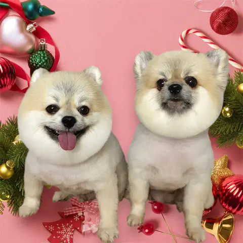 Da Chó Bị Sạm Đen