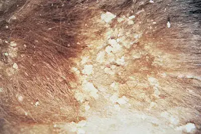 Các Nguyên Nhân Chính Khiến Da Chó Bị Sạm Đến