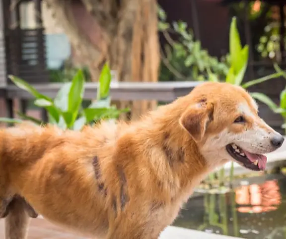 Da Chó Bị Sần Sùi: Nguyên Nhân, Dấu Hiệu Và Cách Điều Trị Hiệu Quả Da Chó Bị Sần Sùi: Nguyên Nhân, Dấu Hiệu Và Cách Điều Trị Hiệu Quả