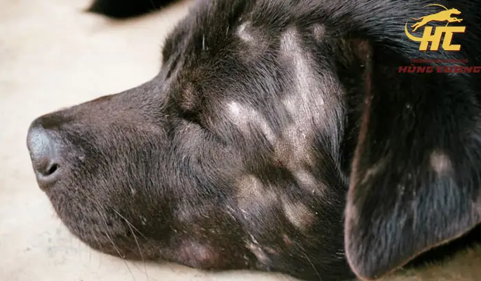 Da Chó Bị Sần Sùi: Nguyên Nhân, Dấu Hiệu Và Cách Điều Trị Hiệu Quả Da Chó Bị Sần Sùi: Nguyên Nhân, Dấu Hiệu Và Cách Điều Trị Hiệu Quả