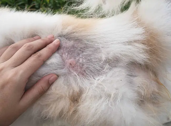 Da Chó Bị Vảy Gầu