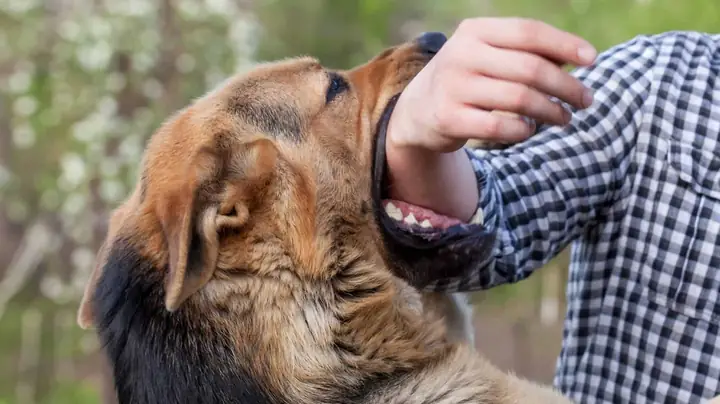 Chó Đã Được Tiêm Phòng Dại Cắn Có Sao Không?