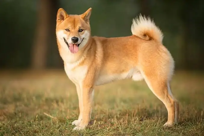Đặc Điểm Tính Cách Của Chó Shiba Inu: Sự Pha Trộn Hoàn Hảo Giữa Độc Lập Và Trung Thành