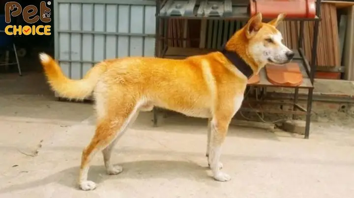 Ngoại Hình Khỏe Mạnh, Dũng Mãnh