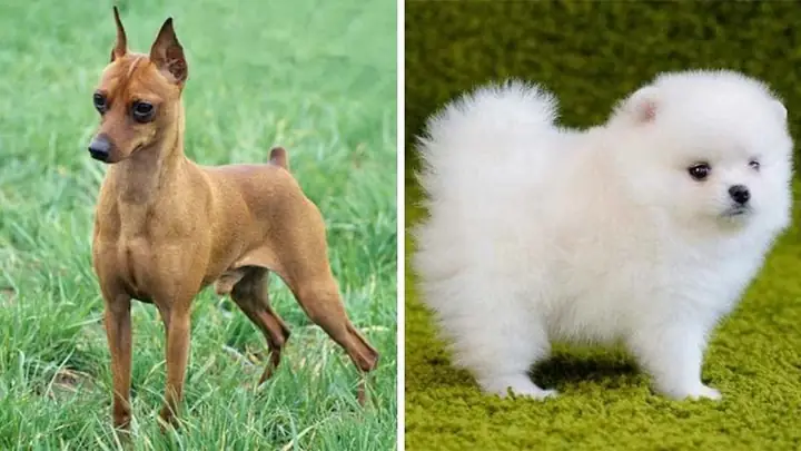 Phân Biệt Chó Phốc Hươu Và Phốc Sóc