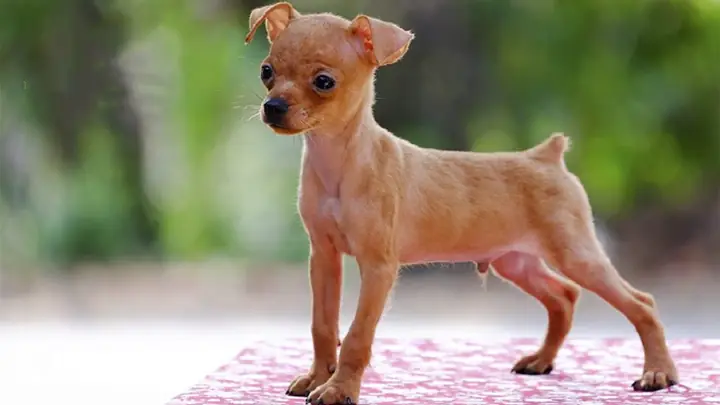 Cách Nuôi Chó Phốc Hươu Theo Giai Đoạn