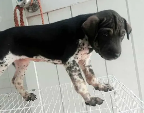 Chó Phú Quốc Có Những Màu Nào, Cách Nhận Biết Và Giá Bán - 13