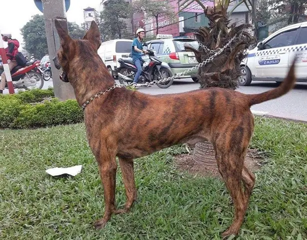 Chó Phú Quốc Có Những Màu Nào, Cách Nhận Biết Và Giá Bán - 8