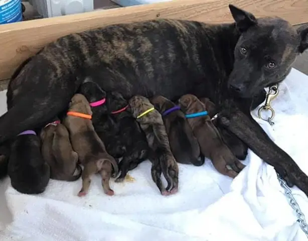 Chó Phú Quốc Có Những Màu Nào, Cách Nhận Biết Và Giá Bán - 7