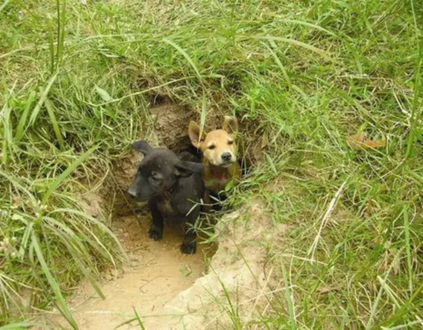 Chó Phú Quốc Có Những Màu Nào, Cách Nhận Biết Và Giá Bán - 4