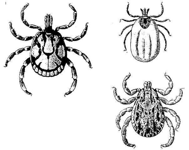 Đặc Điểm Sinh Học Và Vai Trò Gây Bệnh Của Ve