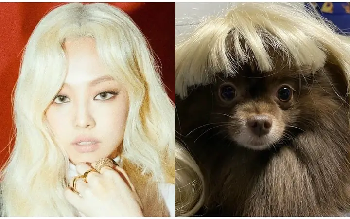 Dalgom Là Giống Chó Gì