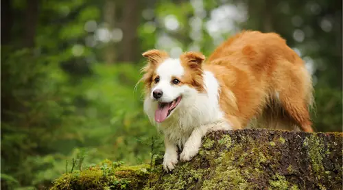 Dàn Ý Tả Con Chó - Mẫu 10