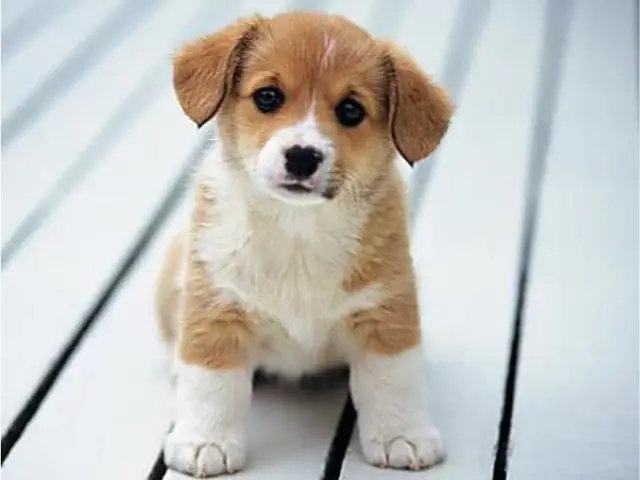 Dàn Ý Thuyết Minh Về Con Chó Mẫu 3