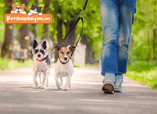 Lợi Ích Của Việc Dắt Chó Đi Dạo