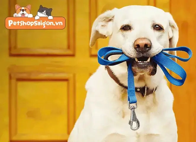 Huấn Luyện Hành Vi Cơ Bản: Đi Cạnh Chủ Và Nghe Lệnh