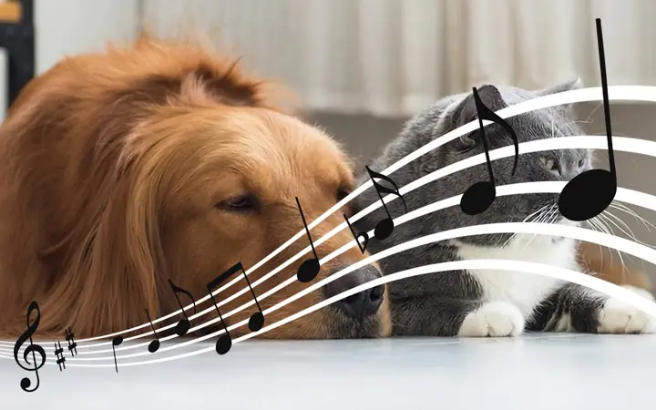 6tên Theo Các Ca Sĩ Yêu Thích