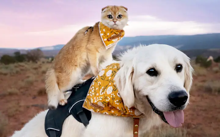 7tên Chó Mèo Theo Các Phim Ảnh Nổi Tiếng