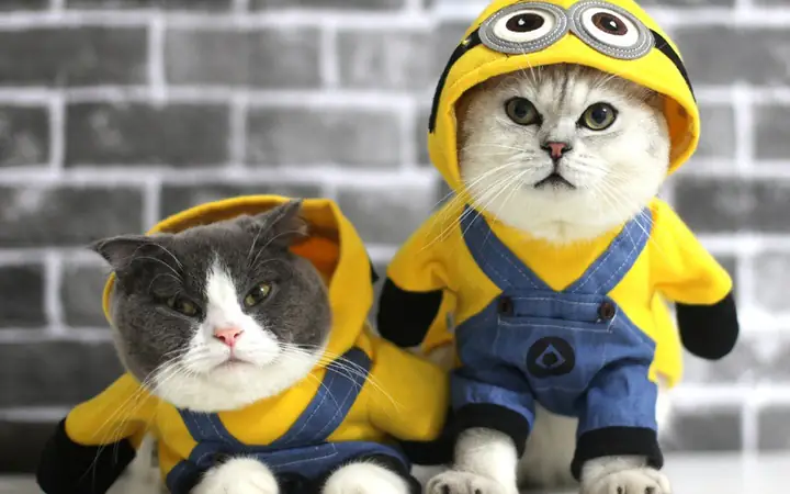 Đặt Tên Theo Thức Ăn