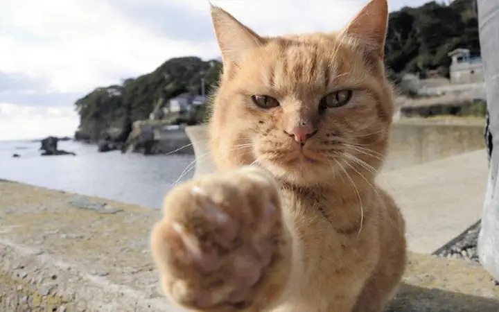 Đặt Tên Theo Tính Cách, Hành Vi