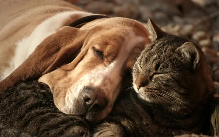 8tên Chó Mèo Theo Các Loại Rượu