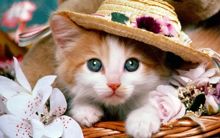 2đặt Tên Cho Chó Mèo Bằng Tiếng Nhật