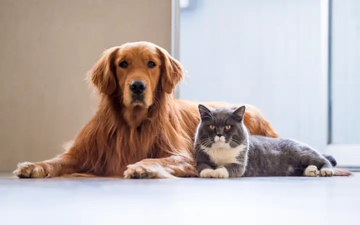 Đặt Tên Theo Ngoại Hình