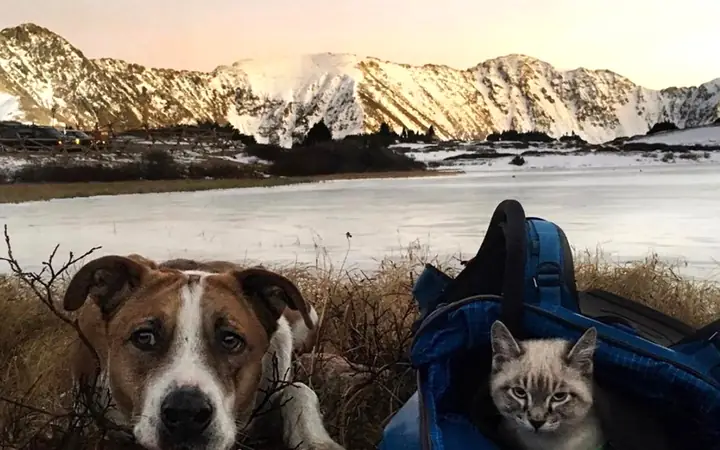 9đặt Tên Chó Mèo Theo Địa Danh