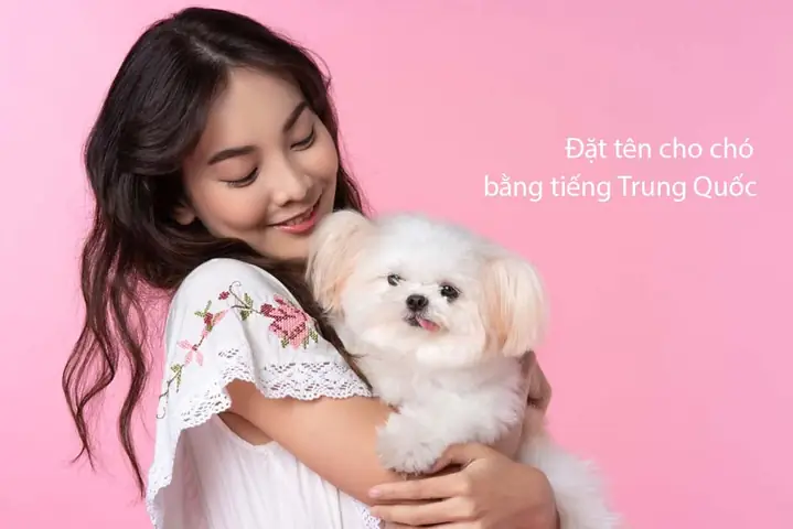 Top Những Tên Chó Cái Hay Và Ý Nghĩa Bằng Tiếng Hàn