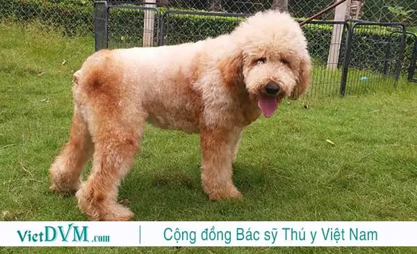 Đặt Tên Tiếng Anh Cho Chó Poodle