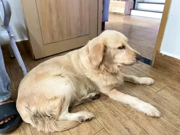 Tại Sao Cần Đặt Tên Cho Chó Mèo?