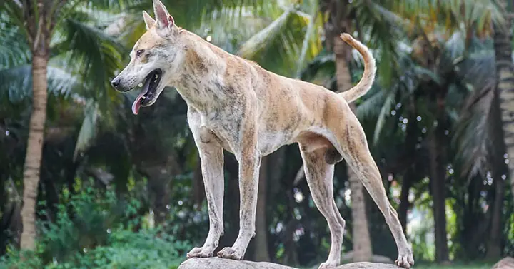 Đặt Tên Theo Màu Lông Của Chó Phú Quốc