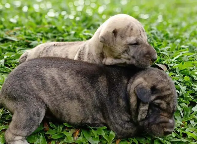 Tại Sao Cần Phải Đặt Tên Cho Chó Phú Quốc?