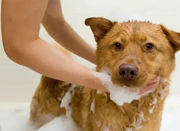 Tiêu Chí Chọn Dầu Gội Cho Chó Poodle: Bí Quyết Để Có Bộ Lông Hoàn Hảo