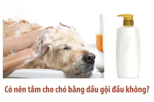 Hướng Dẫn Tắm Cho Chó Poodle Đúng Cách: Từ Chuẩn Bị Đến Sấy Khô
