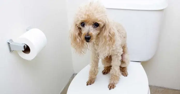 Chó Bị Tiêu Chảy: Phải Làm Sao Mới Không Chết?