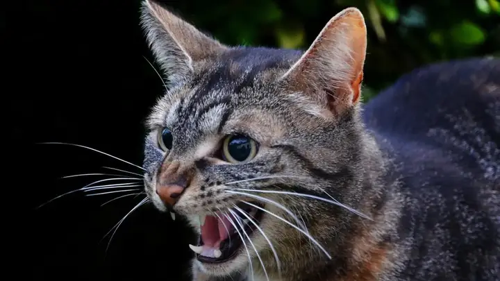 Tại Sao Bệnh Dại Ở Mèo Lại Nguy Hiểm Với Con Người?