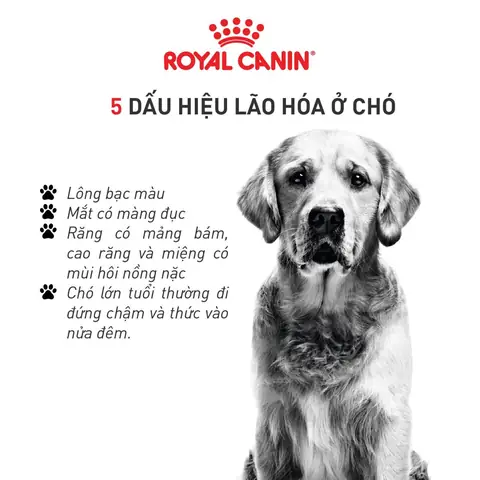 Dấu Hiệu Của Chó Lớn Tuổi Dấu Hiệu Của Chó Lớn Tuổi