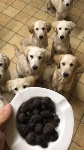 Đầu Năm Chó Bị Chết: Nguyên Nhân, Cách Phòng Tránh Và Những Điều Cần Biết