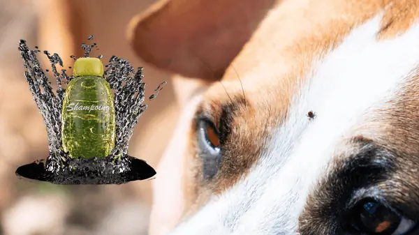 Tầm Quan Trọng Của Việc Sử Dụng Sữa Tắm Trị Ve Rận Cho Chó Mèo