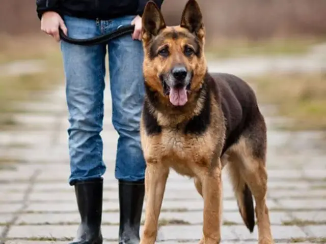 Cách Huấn Luyện Chó Bảo Vệ Chủ